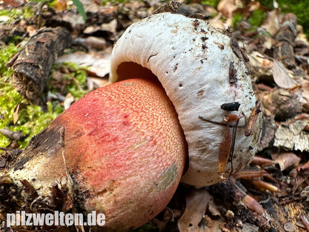 Blasshütiger Purpurröhrling, Rubroboletus rhodoxanthus