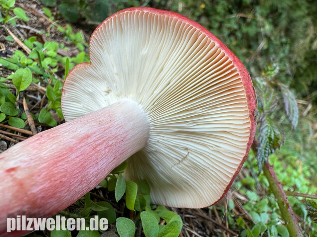 Blutroter Täubling, Bluttäubling, Russula sanguinaria