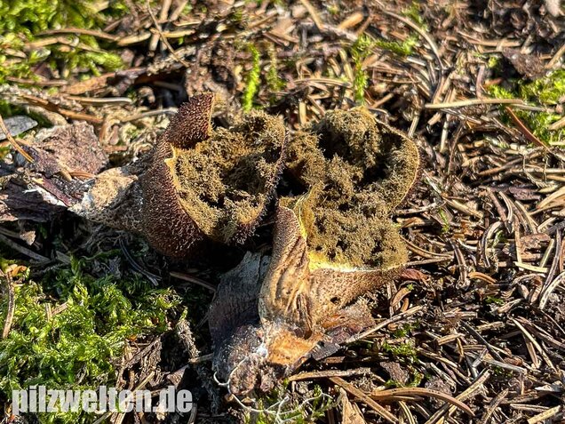 Brauner Stäubling, Lycoperdon umbrinum