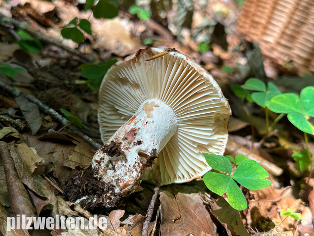 Dickblättriger Schwärztäubling, Russula nigricans