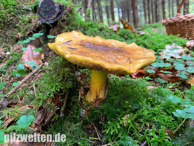 Dottergelber Klumpfuß, Cortinarius meinhardii
