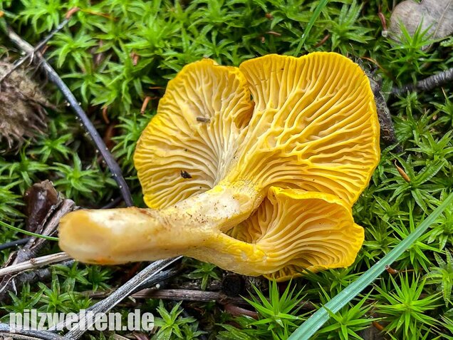 Echter Pfifferling, Cantharellus cibarius