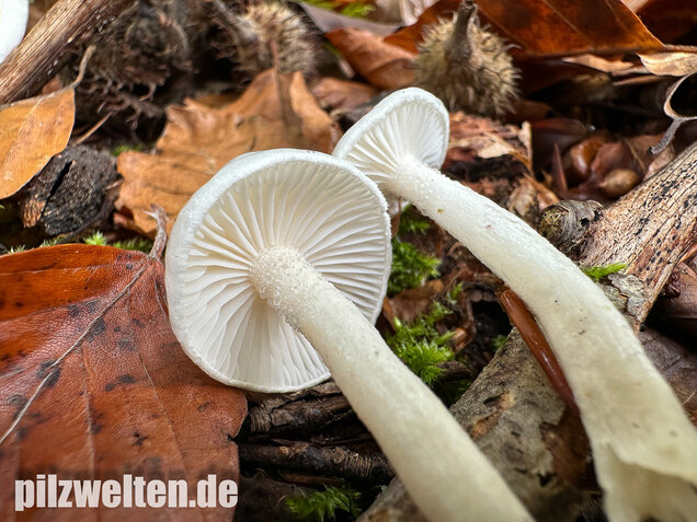 Elfenbeinschneckling, Hygrophorus eburneus