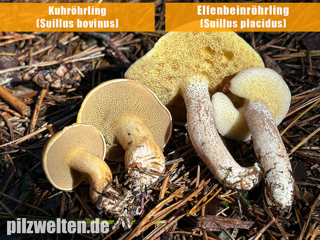 Elfenbeinröhrling, Weymouthsröhrling, Suillus placidus