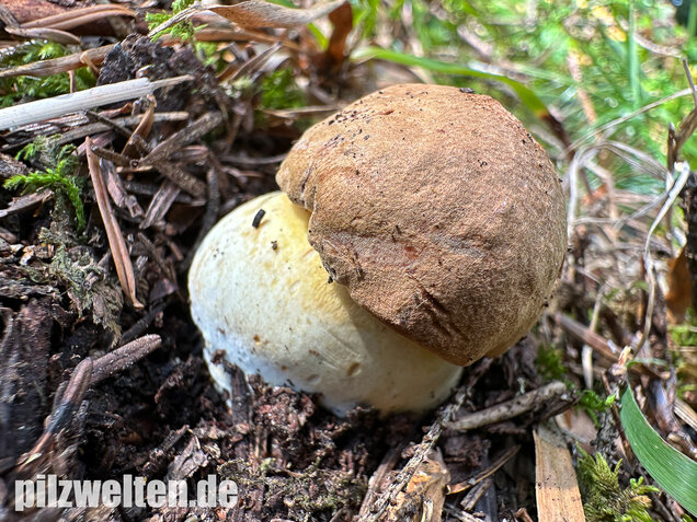 Nadelwald Anhängselröhrling, Gelber Steinpilz, Butyriboletus subappendiculatus
