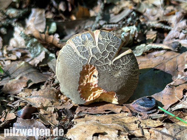 Falscher Rotfußröhrling, Düsterer Rotfußröhrling, Xerocomellus porosporus