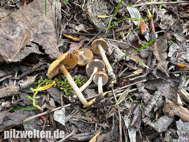 Frühlings-Glockenschüppling, Conocybe aporos