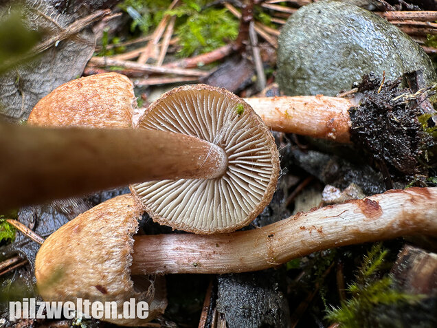 Frühlingsrisspilz, Später Risspilz, Inocybe nitidiuscula