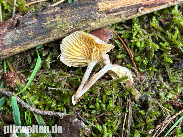 Gestreifter Nabeling, Gelbblättriger Nabeling, Gerronema strombodes
