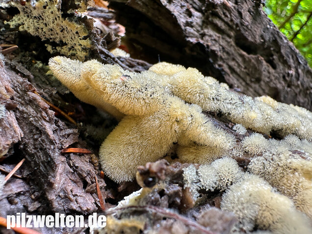 Geweihförmiger Schleimpilz, Ceratiomyxa fruticulosa