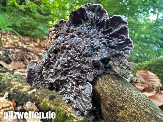 Gezonter Ohrlappenpilz,  Auricularia mesenterica