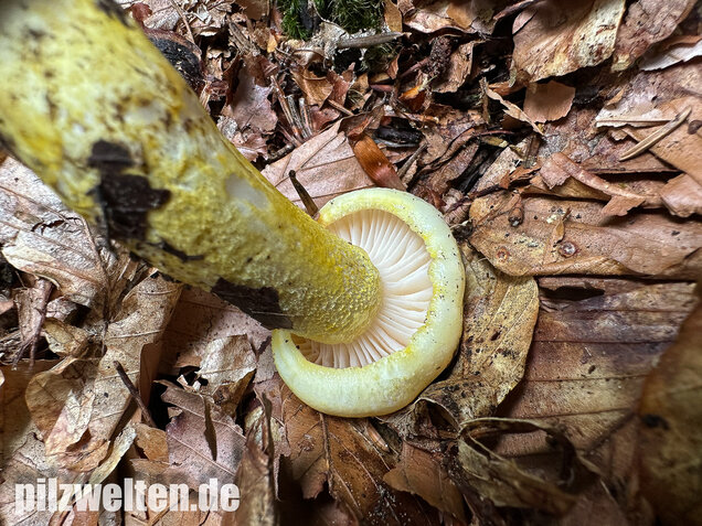 Goldzahn-Schneckling, Hygrophorus chrysodon
