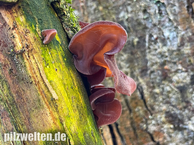 Judasohr, Auricularia auricula-judae