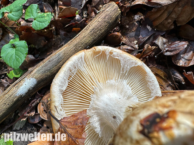 Knolliger Schleierritterling, Leucocortinarius bulbiger