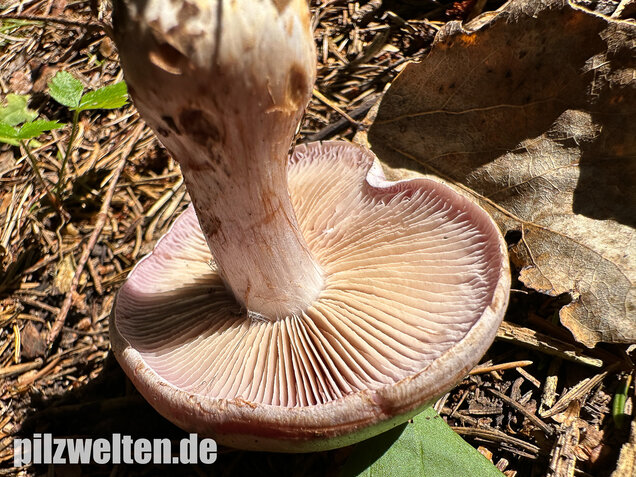 Verfärbender Schleimkopf, Cortinarius largus