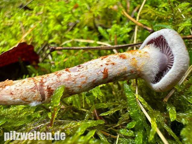 Kupferschuppiger Dickfuß, Cortinarius spilomeus