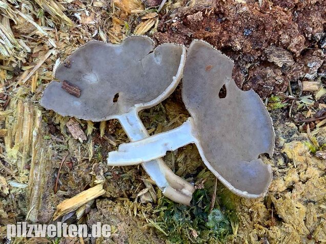 Langstielige Becherlorchel, Helvella macropus