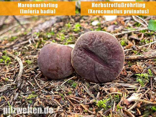 Maronenröhrling, Imleria badia