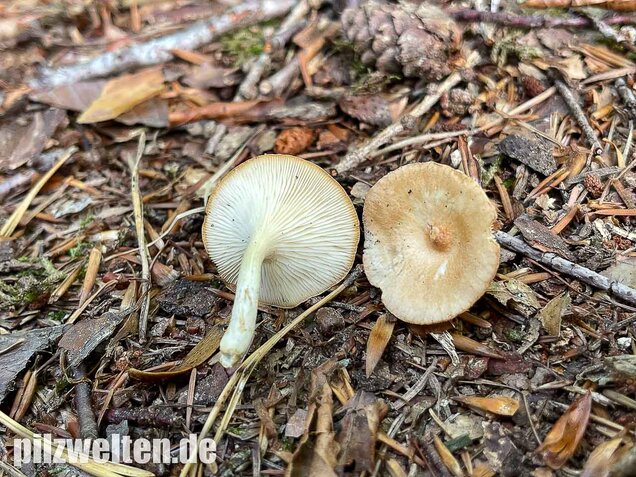 Ockerbrauner Trichterling, Infundibulicybe gibba