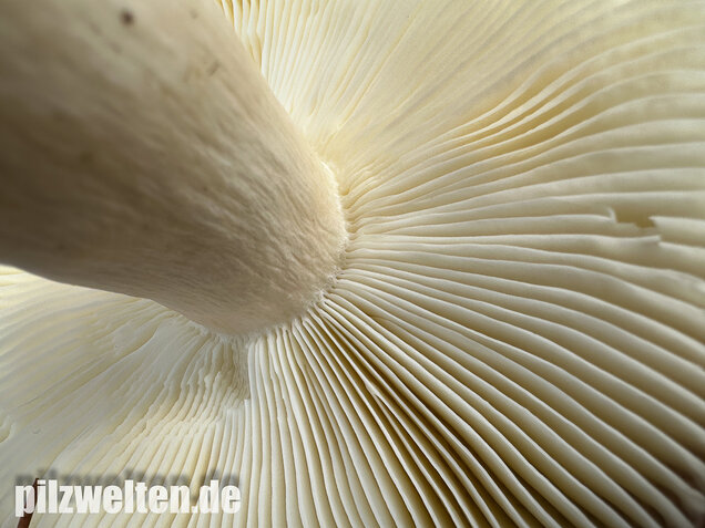 Orangeroter Graustieltäubling, Orangeroter Moor-Täubling, Russula decolorans