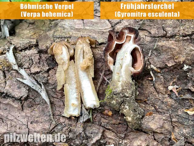Frühjahrslorchel, Giftlorchel, Gyromitra esculenta