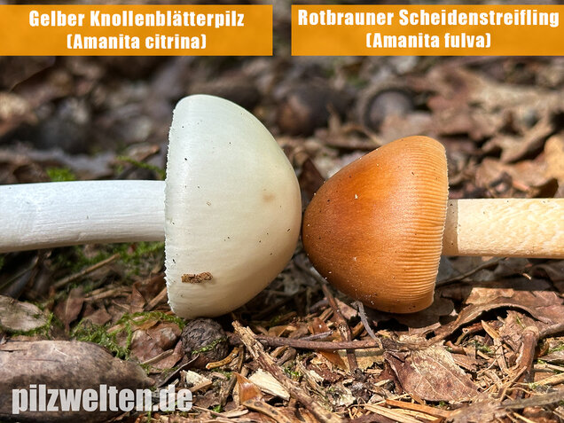 Rotbrauner Scheidenstreifling, Amanita fulva