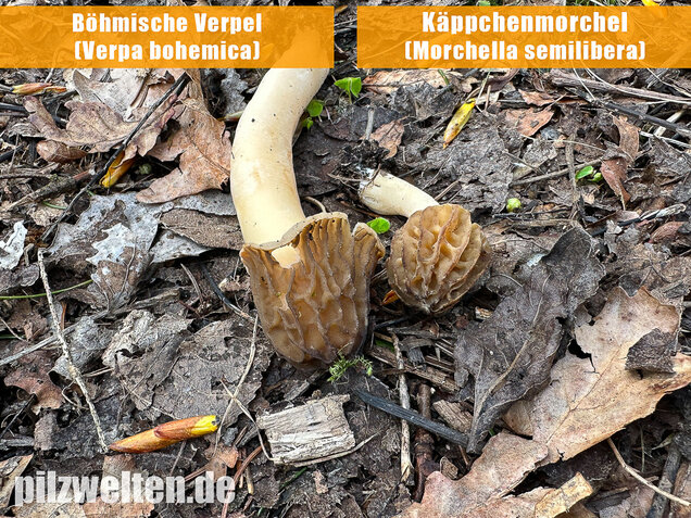 Käppchenmorchel, Morchella semilibera