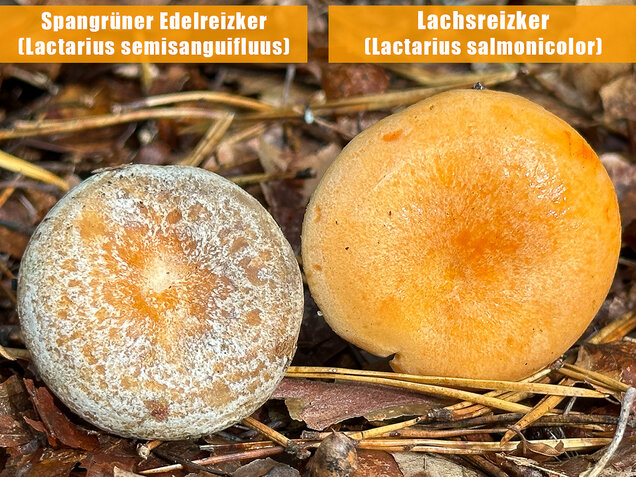 Lachsreizker, Lactarius salmonicolor