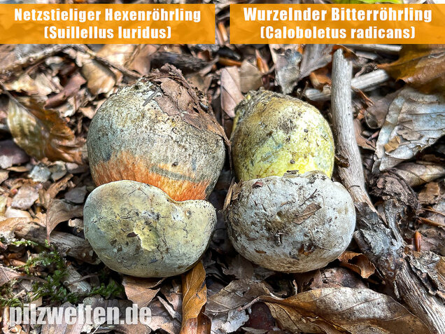 Wurzelnder Bitterröhrling, Caloboletus radicans