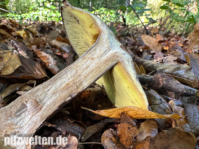 Gelbblättriger Rasling, Rötender Schönkopf, Calocybe favrei