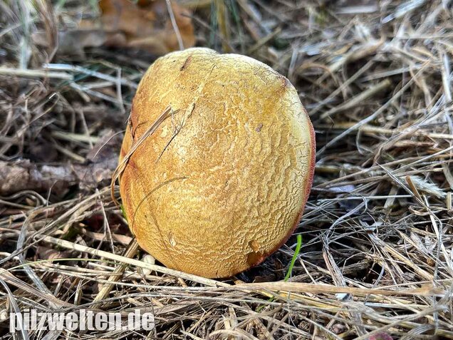 Rubinroter Zwergröhrling, Chalciporus rubinus