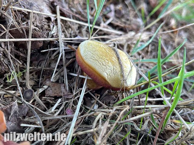 Rubinroter Zwergröhrling, Chalciporus rubinus