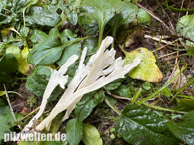 Runzelige Koralle, Runzeliger Keulenpilz, Clavulina rugosa