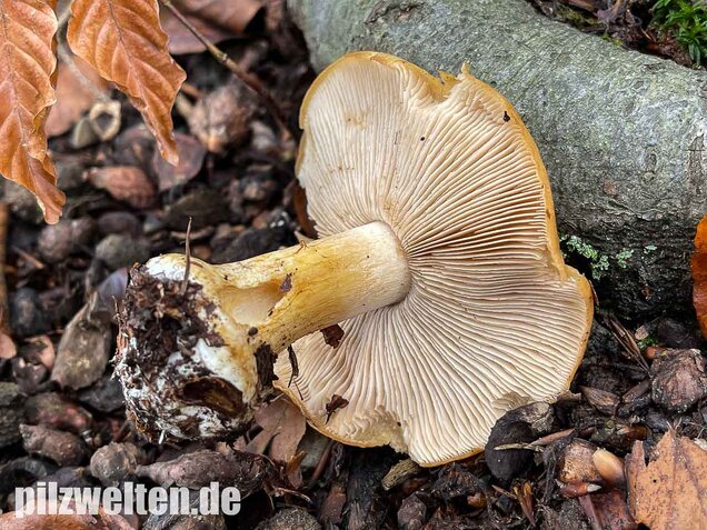 Sägeblättriger Klumpfuß, Cortinarius multiformis