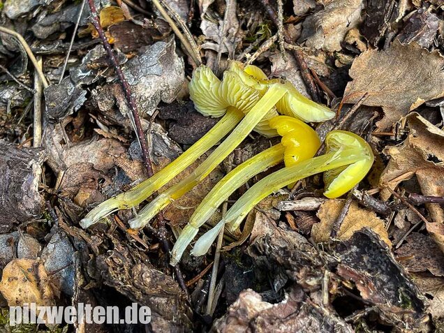 Safrangelber Saftling, Hygrocybe acutoconica