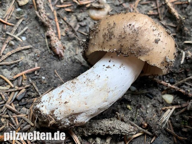 Scharfer Glanztäubling, Russula firmula