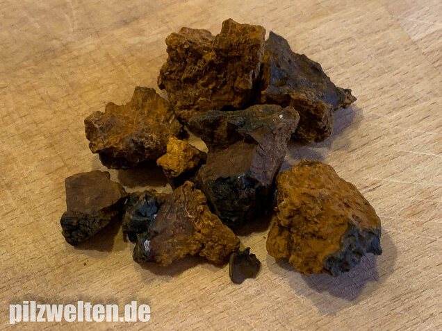 Schiefer Schillerporling, Chaga, Inonotus obliquus