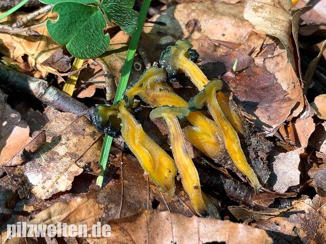 Schwarzgrünes Gallertkäppchen, Leotia viscosa