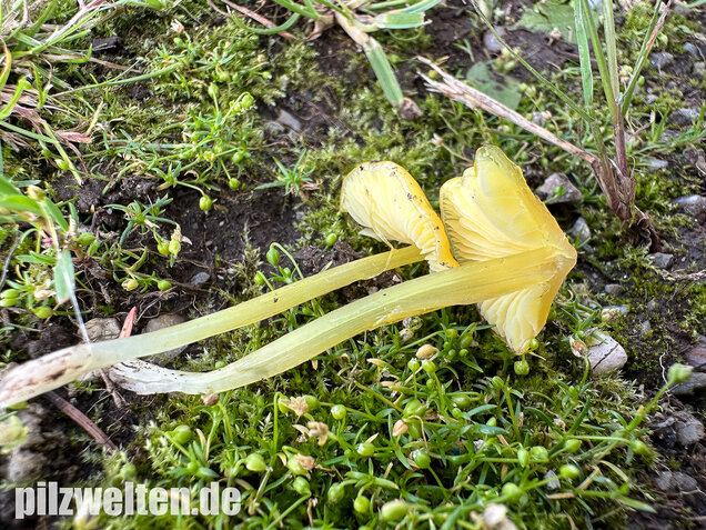 Safrangelber Saftling, Hygrocybe acutoconica