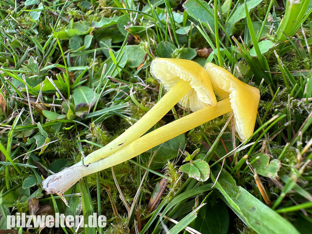Safrangelber Saftling, Hygrocybe acutoconica