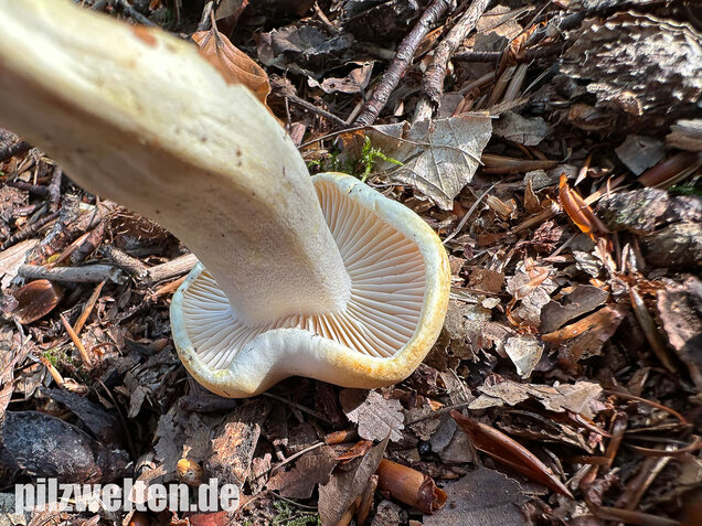Gelbverfärbender Schneckling, Hygrophorus discoxanthus