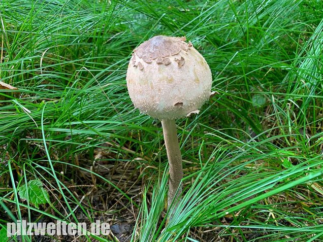 Sternschuppiger Riesenschirmling, Macrolepiota fuliginosa