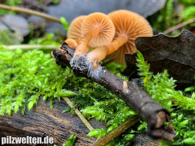 Gemeiner Trompetenschnitzling, Tubaria furfuracea