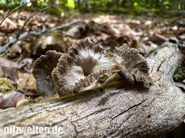 Krause Kraterelle, Krauser Leistling, Craterellus undulatus
