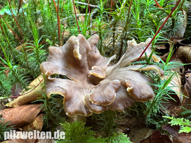 Krause Kraterelle, Krauser Leistling, Craterellus undulatus
