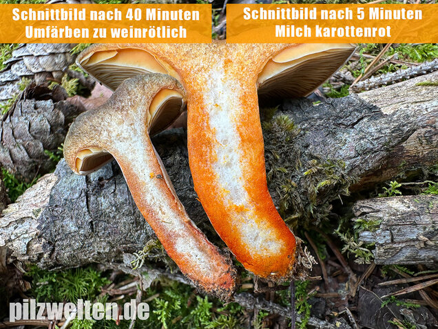 Wechselblauer Edelreizker, Lactarius quieticolor
