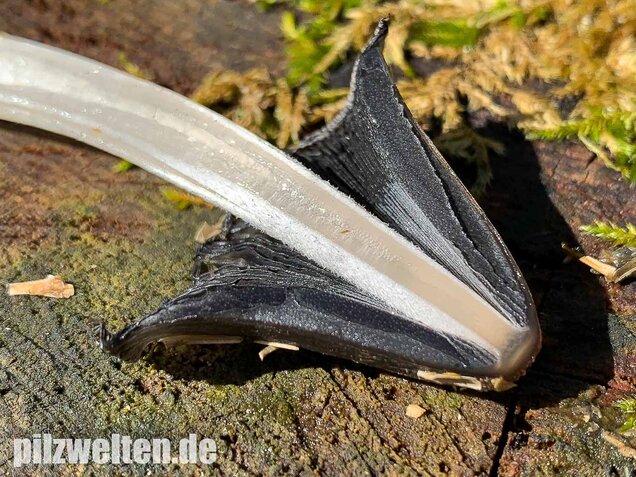 Wollstieliger Dungtintling, Coprinopsis cinerea