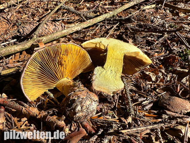 Anisklumpfuß, Cortinarius odorifer
