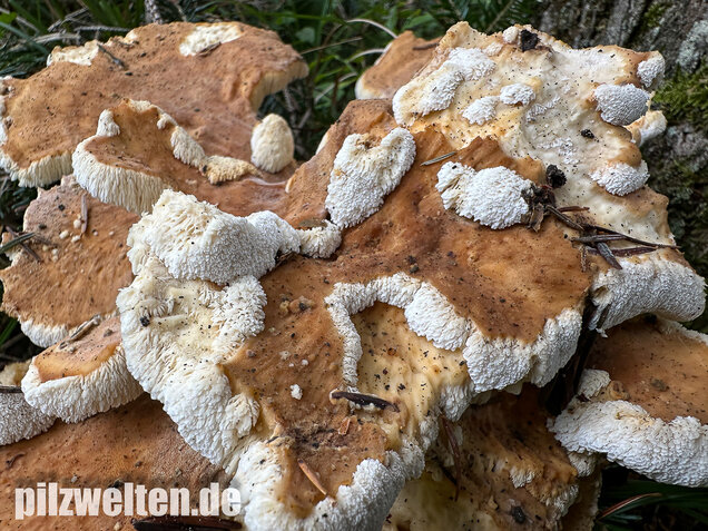 Bergporling, Bondarzewia mesenterica