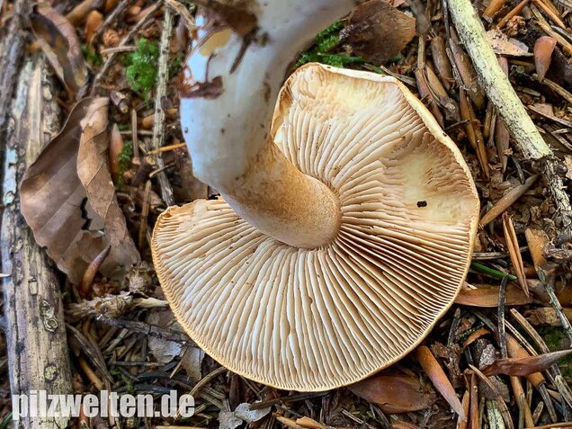Bitterster Schleimfuß, Cortinarius vibratilis